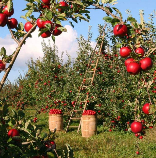 Distributeur de pomme, Laval