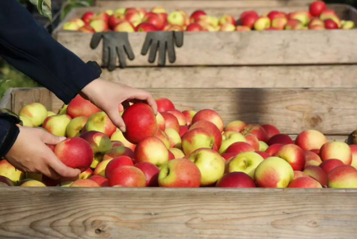 Mise en marché de pomme, Repentigny