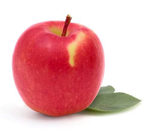 Ambrosia