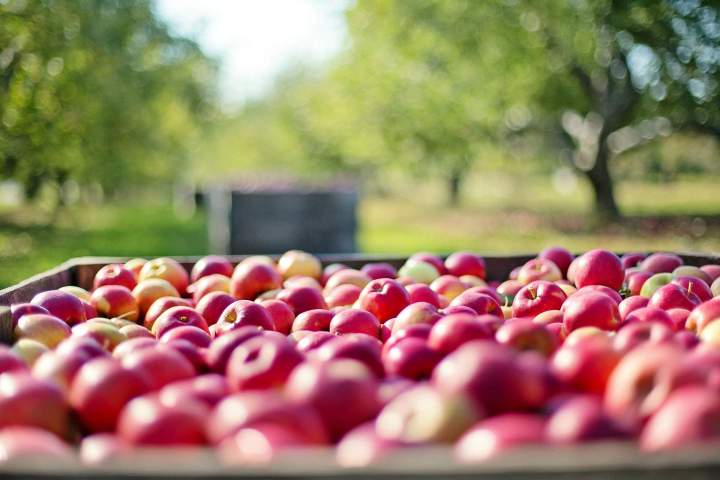 Pommes fraîches aux nuances rouges et jaunes Saint-Joseph-du-Lac	