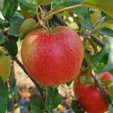 Triage de pommes Saint-Joseph-du-Lac	
