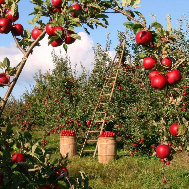 Des pommes de différentes couleurs (rouges, vertes et jaunes) Saint-Joseph-du-Lac