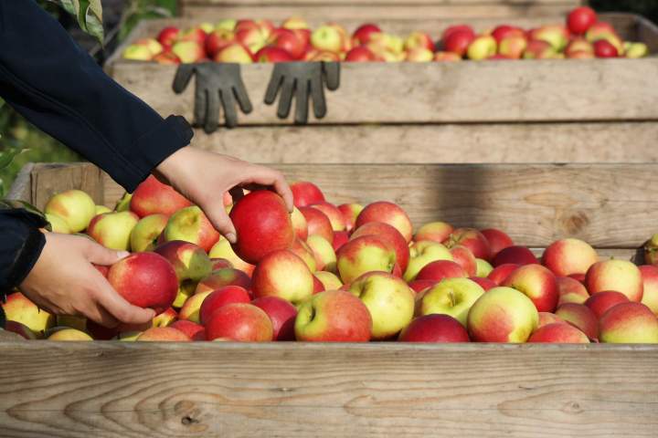 Distribution de pommes Saint-Joseph-du-Lac	