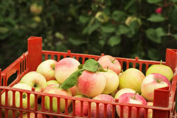 Emballage de pommes Saint-Joseph-du-Lac	