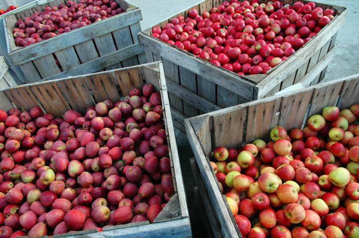 Entreposage de pomme Saint-Joseph-du-Lac	